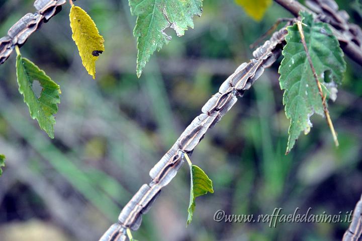 CENSIMENTO CAVA CAROSELLO 31.10.2010 (282).jpg